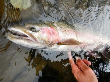 Fishing packages — Bulkley River Lodge – Bulkley River Lodge